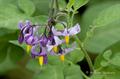 Solanum Dulcamara